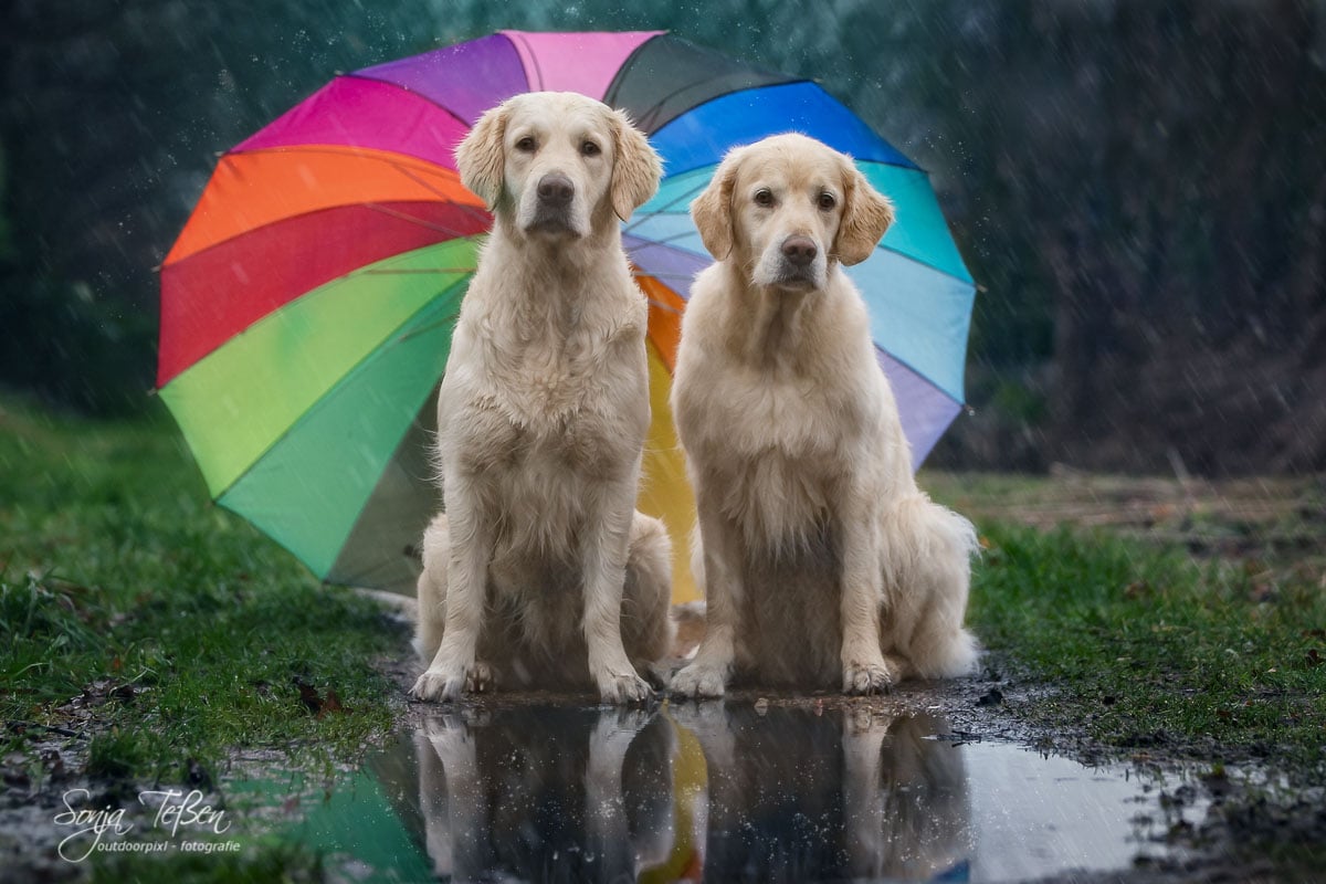Hunde mit Regenschirm