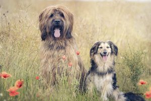 zwei Hunde vorm Getreidefeld