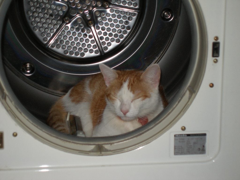 Katze in der Waschmaschine