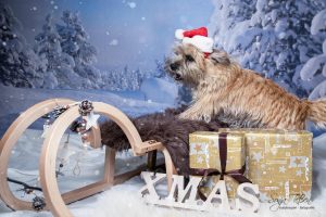 Hund mit weihnachtslichem Schlitten