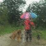 Regenspaziergang mit Hunden