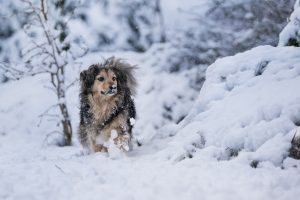 Hund im hohen Schnee