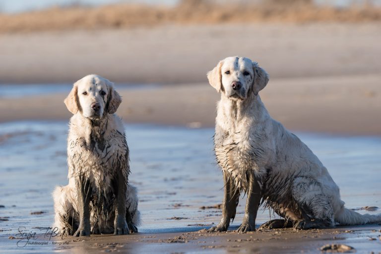 zwei schmutzige Golden Retriever am Strand