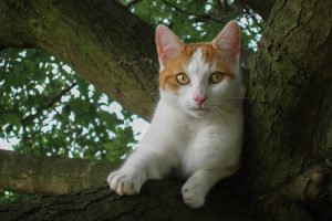Katze Lilly im Baum