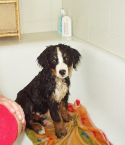 Berner Sennenhund Welpe in der Badewanne