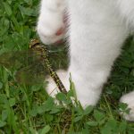 Katze mit Libelle