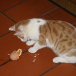Kitten und ein zerbrochenes Ei