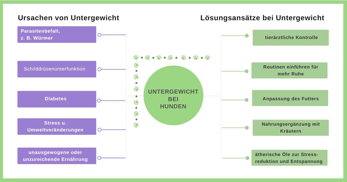 Untergewicht bei Hunden: Ursachen und Lösungsansätze