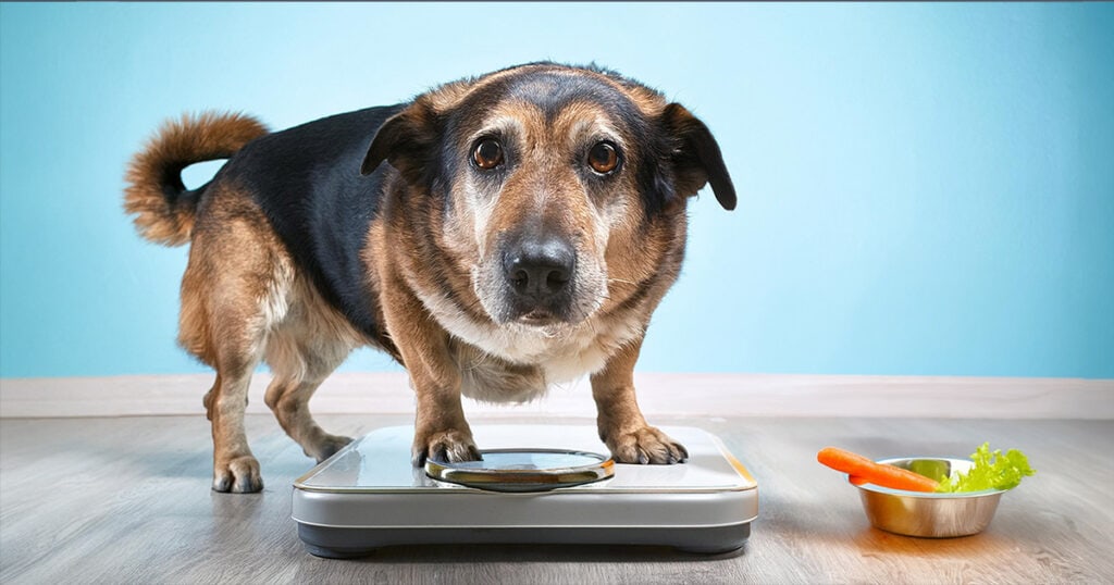 Gewichtsprobleme beim Hund