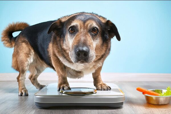 Gewichtsprobleme beim Hund