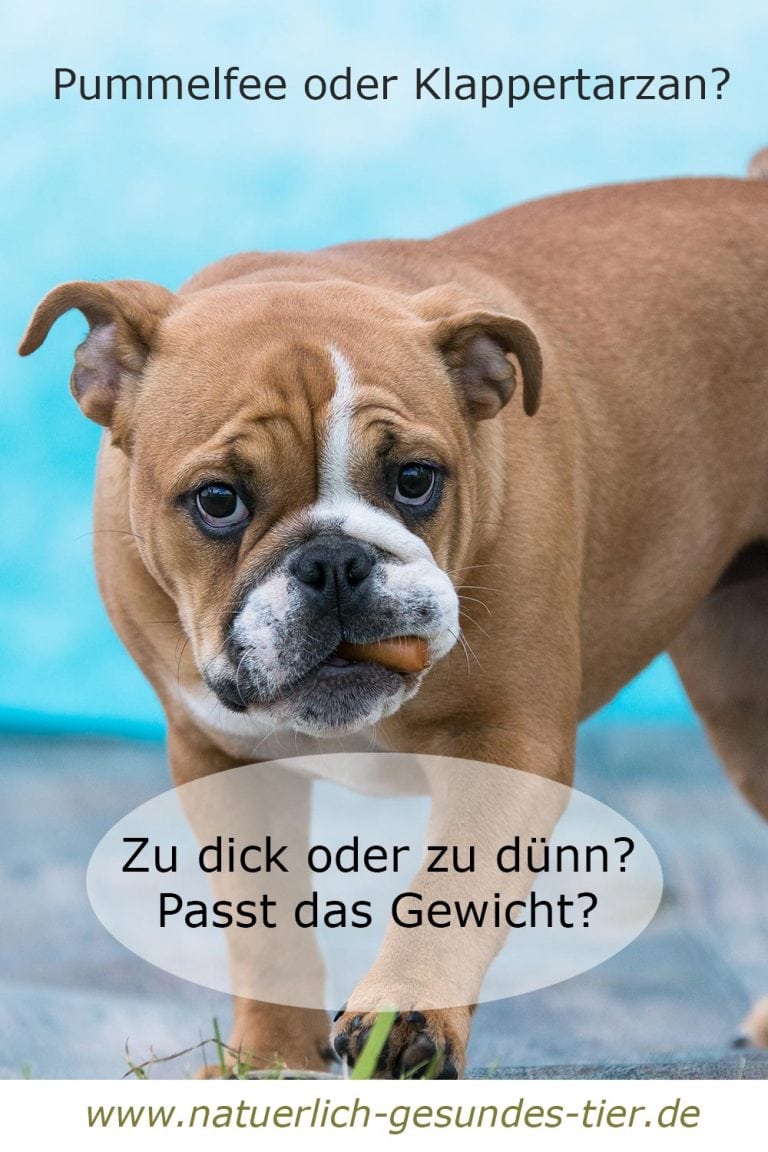 Gewichtsprobleme beim Hund natuerlich gesundes Tier