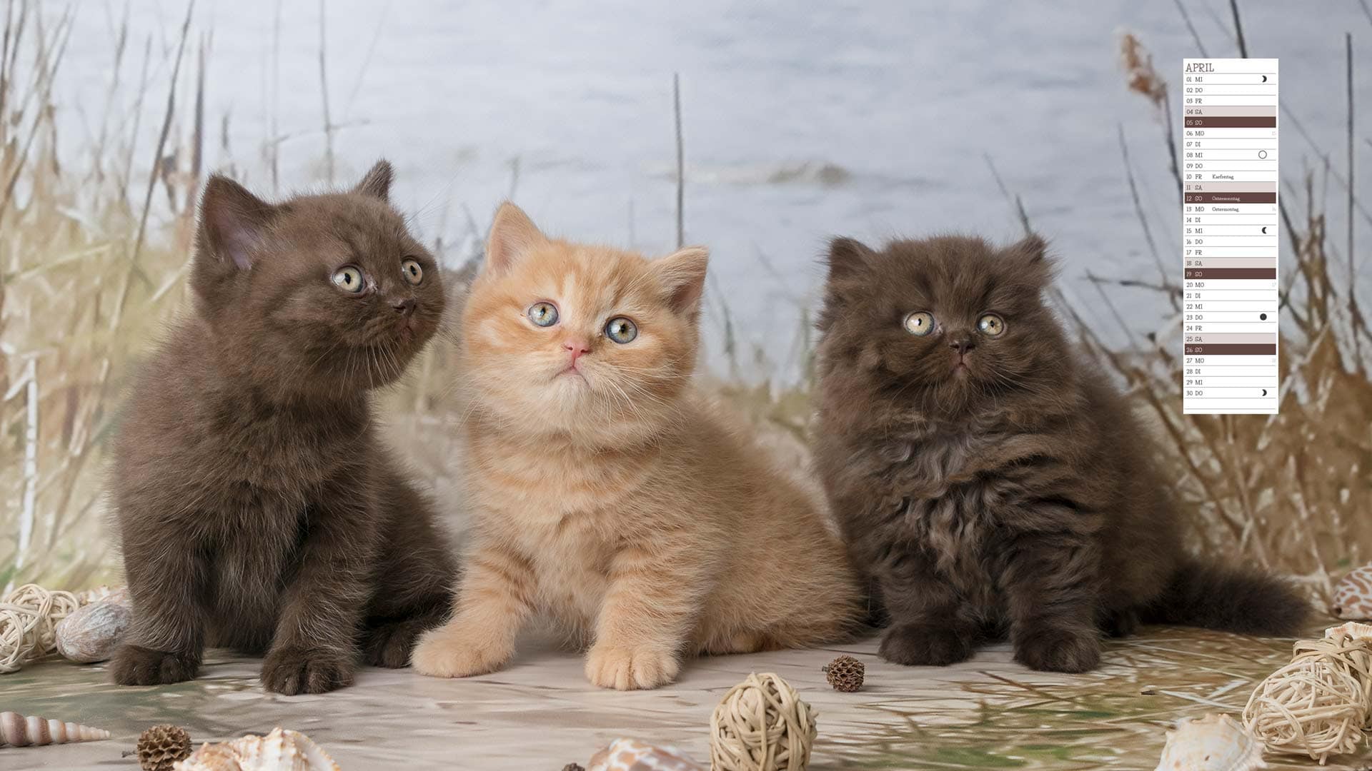 Kalenderblatt April BKH Kitten