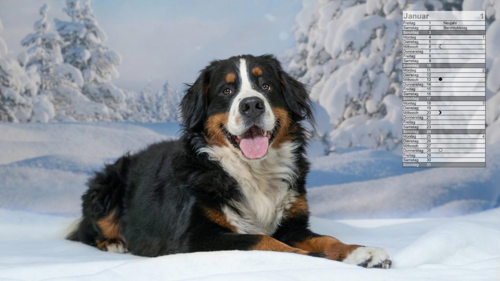 Berner Sennenhund Mondkalender