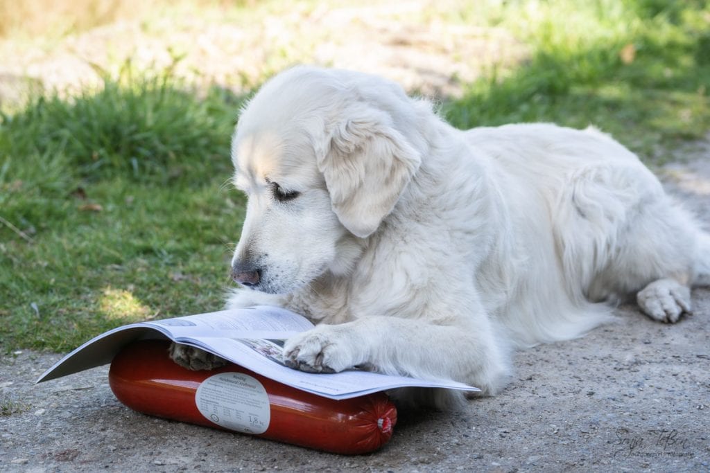 Goldie mit Produkthandbuch