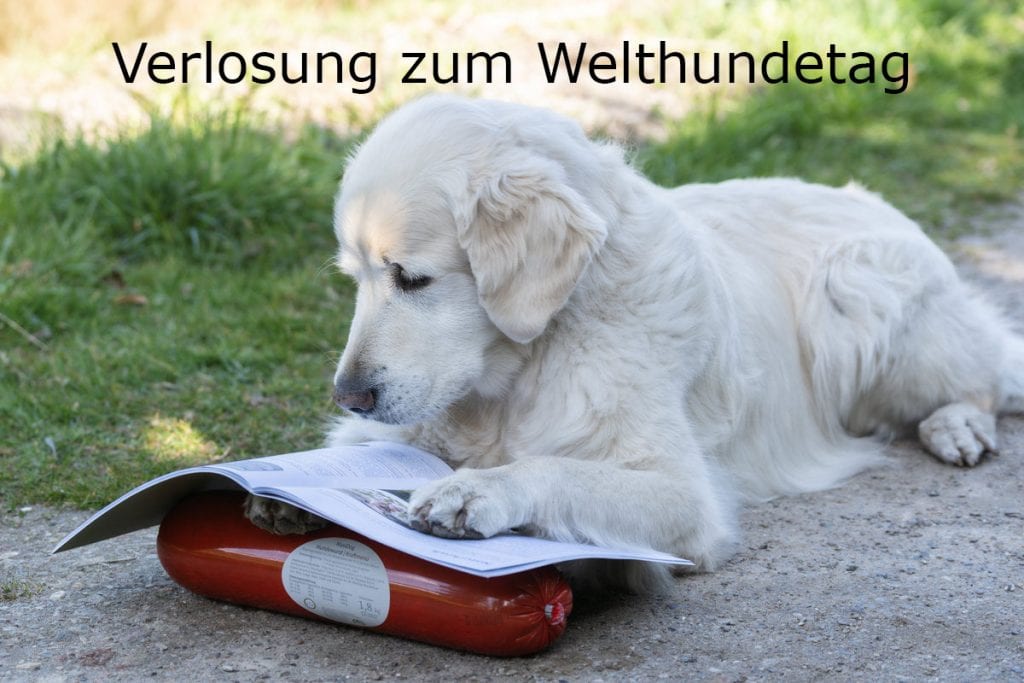 Goldie mit Reico-Produkthandbuch