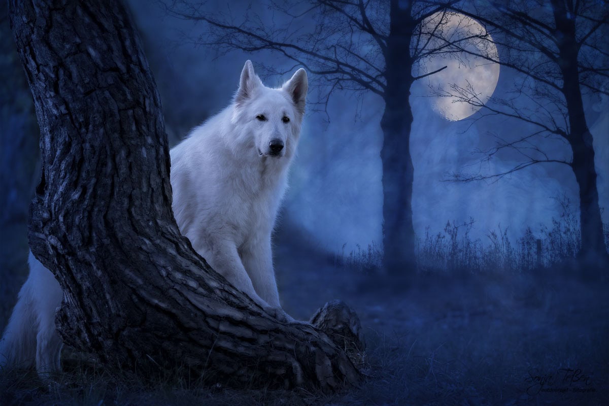 Schäferhund im Mondlicht