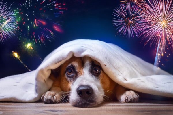 Silvester mit Hund