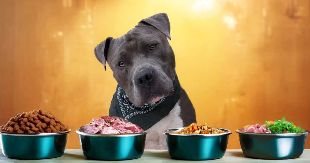 bestes Hundefutter im Vergleich mit Reico